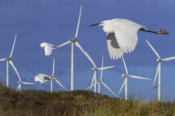 Three little egrets (Egretta garzetta) flying past huge rotor blades of wind turbines killing birds