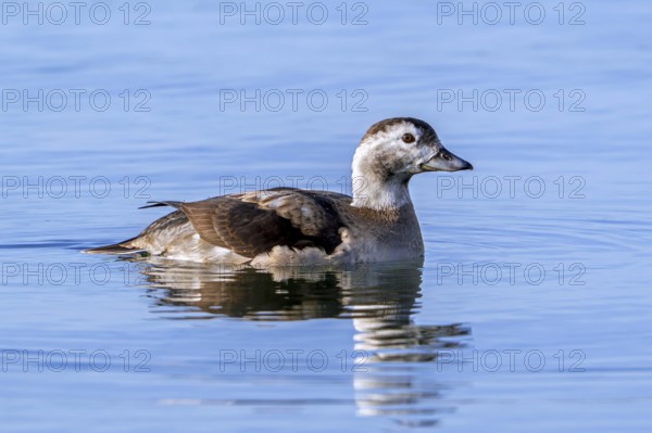 Long-tailed duck (Clangula hyemalis, Anas hyemalis) adult female in non-breeding plumage swimming