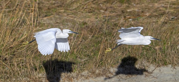 Two little egrets (Egretta garzetta) flying past reed bed in coastal wetland in winter. Digital