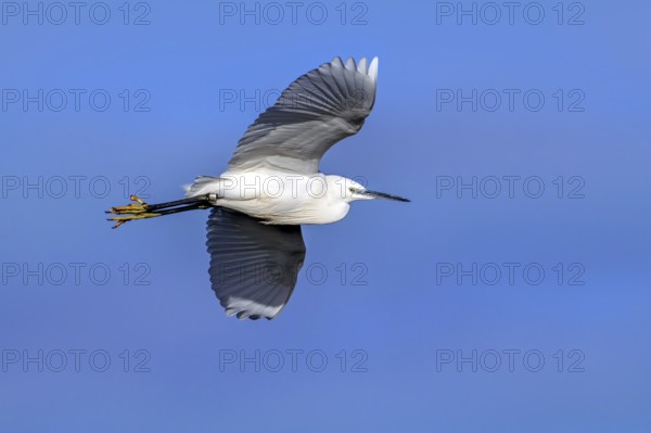 Ringed little egret (Egretta garzetta) adult flying against blue sky in winter