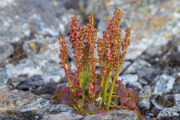 Alpine mountain-sorrel, wood sorrel (Oxyria digyna), arctic perennial plant blooming on the tundra