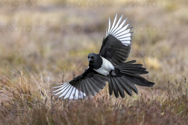 Eurasian magpie, common magpie (Pica pica) adult in flight, landing with spread open wings in