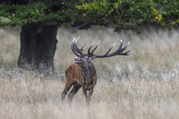 Red deer (Cervus elaphus) stag performing the flehmen response in grassland at edge of oak forest