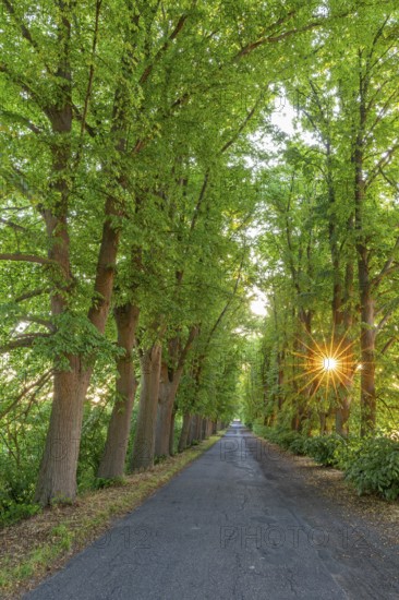 Small-leaved lime, little-leaf linden (Tilia cordata) trees bordering country road, avenue with sun