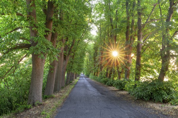 Small-leaved lime, little-leaf linden (Tilia cordata) trees bordering country road, avenue with sun