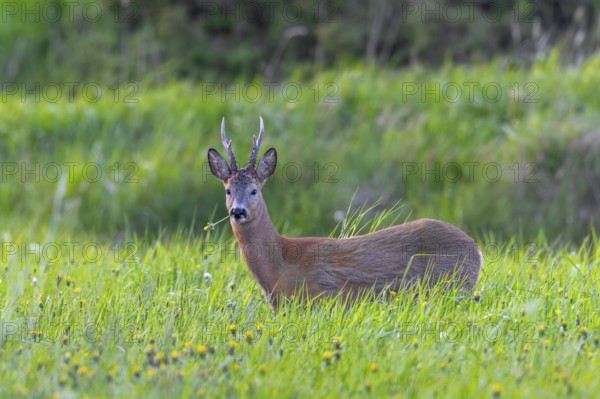European roe deer (Capreolus capreolus) adult buck, male eating dandelion in grassland, meadow with