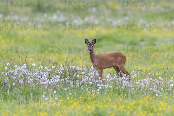 European roe deer (Capreolus capreolus) adult buck, male foraging in grassland, meadow with