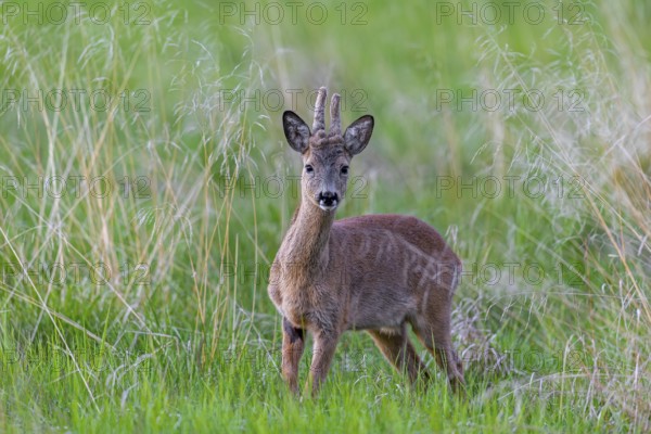 European roe deer (Capreolus capreolus) adult buck, male with antlers covered in velvet foraging in