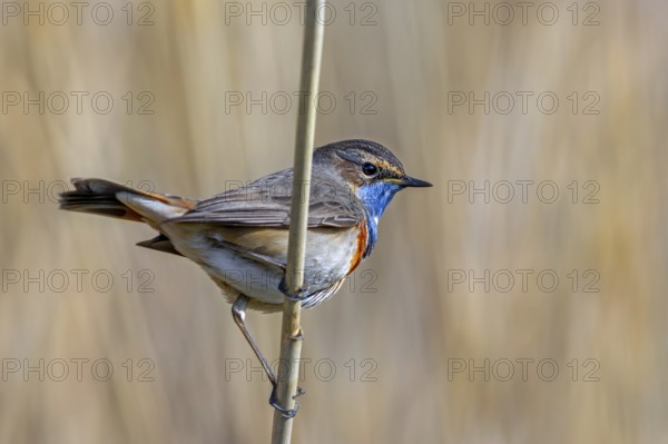 White-spotted bluethroat (Luscinia svecica cyanecula) male perched on reed stem in reedbed of