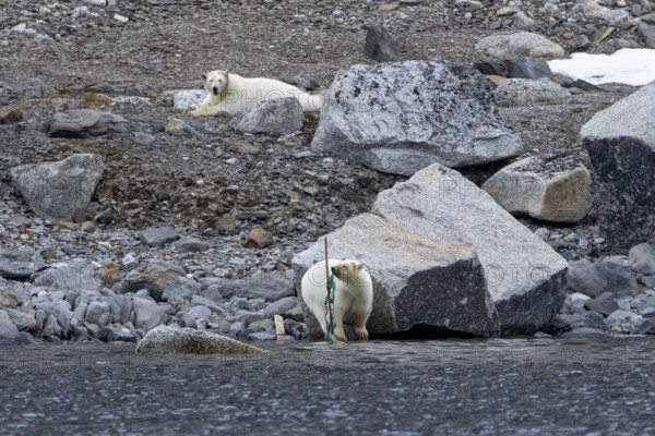 Polar bear (Ursus maritimus) playing with washed ashore garbage and discarded nylon fishing net