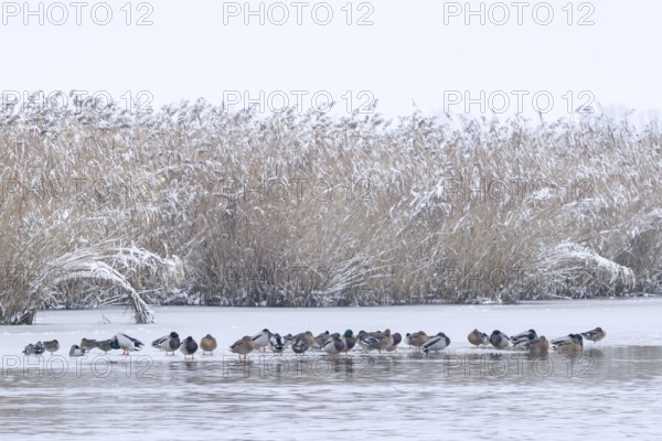 Flock of mallards, wild ducks (Anas platyrhynchos) males, drakes and females resting on ice of
