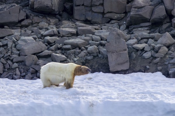Fat polar bear (Ursus maritimus) with blood covered head after feeding on killed walrus walking