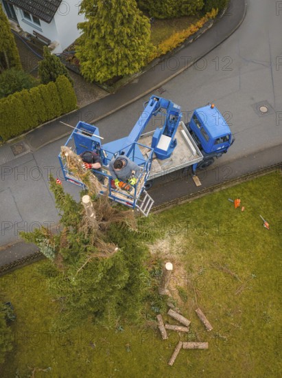 Aerial view of workers on a lift next to a cut tree, tree work, Gechingen, Calw district, Germany