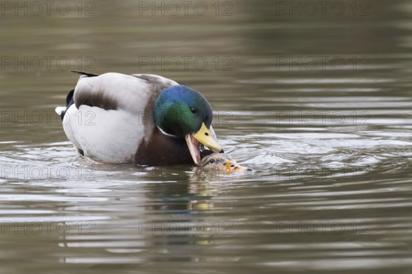 Mallard ducks (anas platyrhynchos) mating, Hesse, Germany