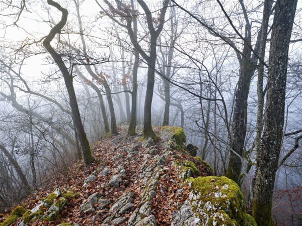 Trees surrounded by moss-covered, distinctive limestone formation, Lägerngrat, Baden, Canton