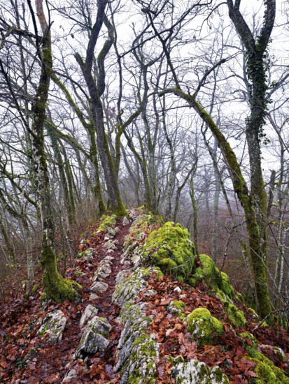 Moss-covered trees surrounded by distinctive limestone formation, Lägerngrat, Baden, Canton Aargau,
