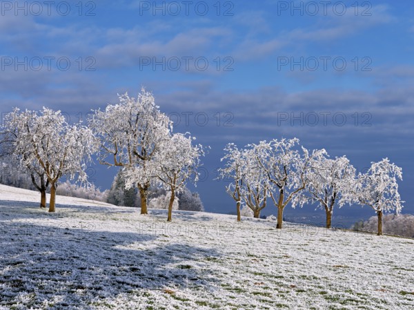 Winter landscape with trees and meadows in hoarfrost, Beinwil, Freiamt, Canton of Aargau,