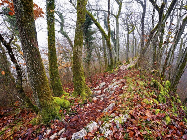 Limestone trail leads through forest covered with moss trees, Lägerngrat, Baden, Aargau Canton,