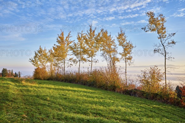 Autumn coloured birch trees (Betula pendula), above the sea of fog, Beinwil-Freiamt, Canton,