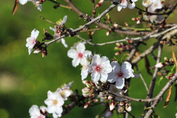 Almond blossom, blossoming branch, almond tree (Prunus dulcis), Agrigento, Sicily, Southern Italy,