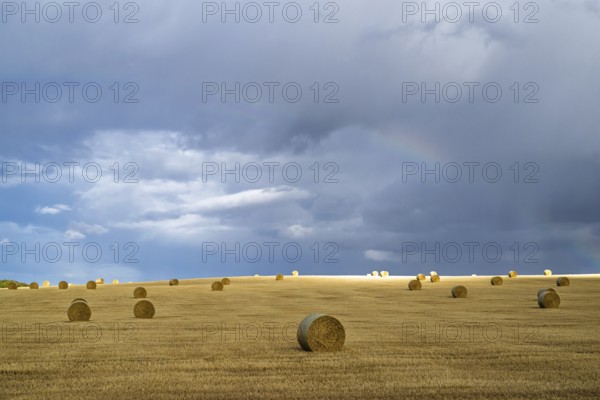 Straw bales on the Scottish fields, Southeast Scotland, UK