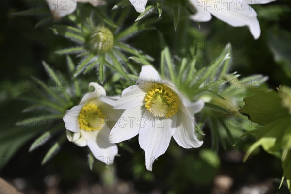 Pasque flower, Pasque flower, Pasque flower, Common pasque flower, Common pasque flower, Common
