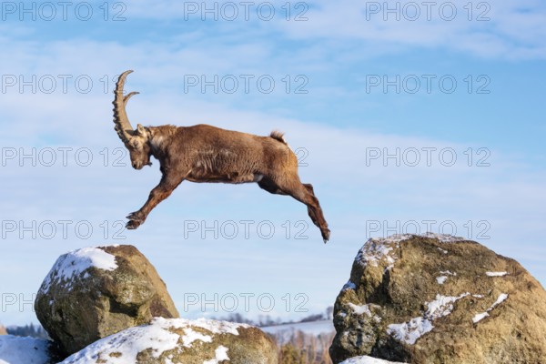A male ibex (Capra ibex) jumps from rock to rock. Morning light against a blue sky with clouds.