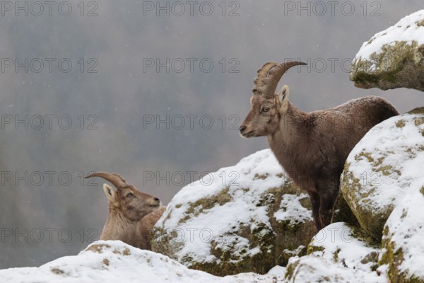 A young female ibex (Capra ibex) stands between rocks in the snowstorm. A forest can be seen dimly