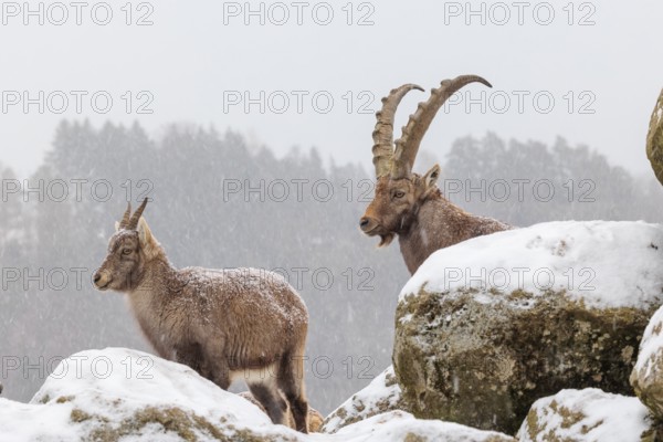 A male and a female ibex (Capra ibex) stand on a rock in the snowstorm. A forest can be seen dimly