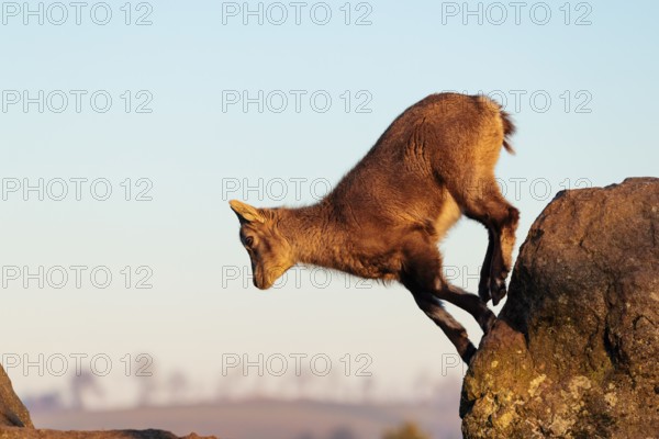A young female ibex (Capra ibex) jumps from rock to rock. Morning light against a blue sky with