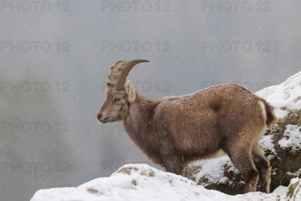 A female ibex (Capra ibex) stands between rocks in the snowstorm. A forest can be seen dimly in the