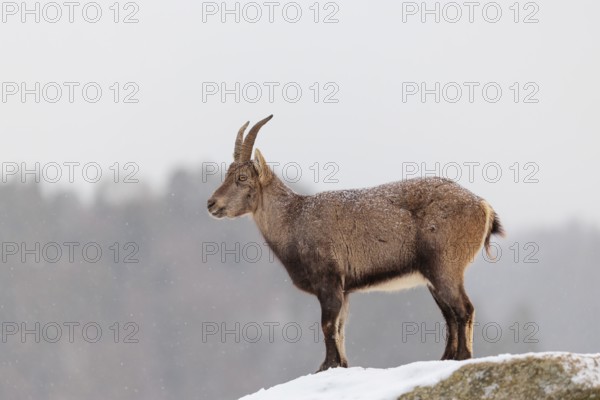 A female ibex (Capra ibex) stands on a rock in the snowstorm. A forest can be seen dimly in the