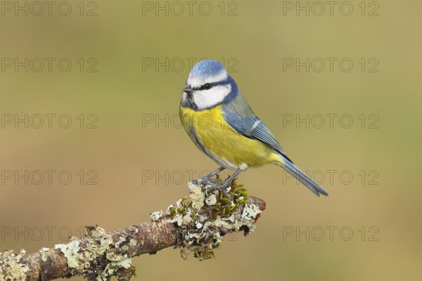 Blue tit (Parus caeruleus), sitting on a branch overgrown with moss and lichen, Wildlife, Animals,
