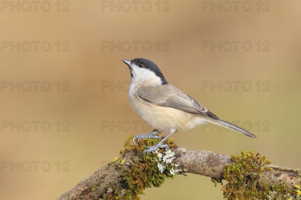 Marsh tit (Parus palustris), sitting on a branch overgrown with moss and lichen, Wildlife, Animals,