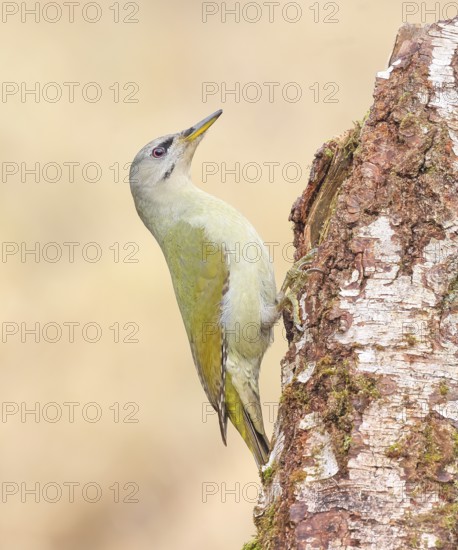 Grey-headed woodpecker (Picus canus), or lesser spotted woodpecker, female on a birch tree,