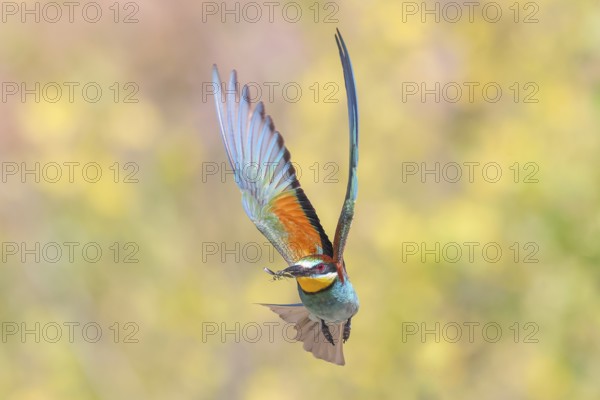 Bee-eater (Merops apiaster) approaching the breeding den.wildlife, mating, migratory bird, raptor,