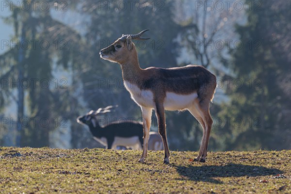 A young male blackbuck (Antilope cervicapra) stands in a green meadow during light snowfall,
