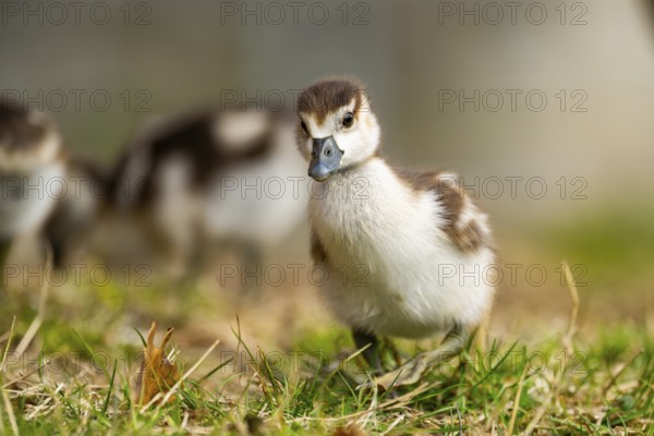 Egyptian goose (Alopochen aegyptiaca) cute chicks on a meadow at the shore of a lake, Bavaria,
