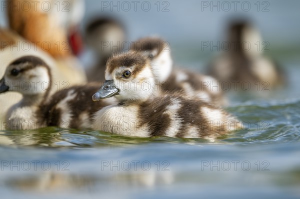 Egyptian goose (Alopochen aegyptiaca) chicks swimming on a lake, Bavaria, Germany