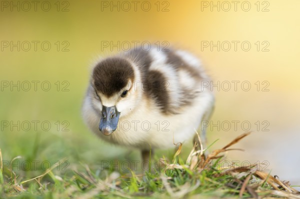 Egyptian goose (Alopochen aegyptiaca) cute chick on a meadow at the shore of a lake, Bavaria,