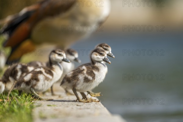 Egyptian goose (Alopochen aegyptiaca) cute chicks on a meadow at the shore of a lake, Bavaria,