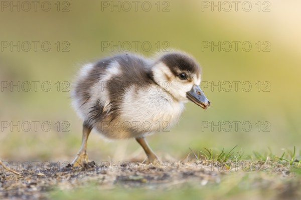 Egyptian goose (Alopochen aegyptiaca) cute chick on a meadow at the shore of a lake, Bavaria,