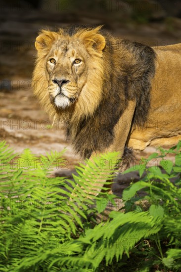 Asiatic lion (Panthera leo persica) male, portrait, captive, Germany