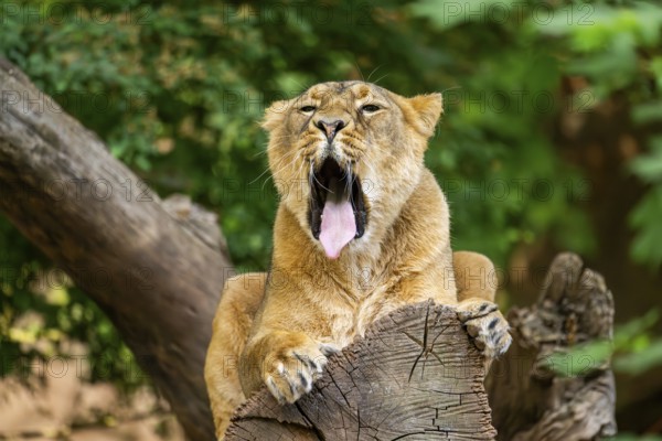 Asiatic lion (Panthera leo persica) female lying on a tree trunk, yawing, portrait, captive,