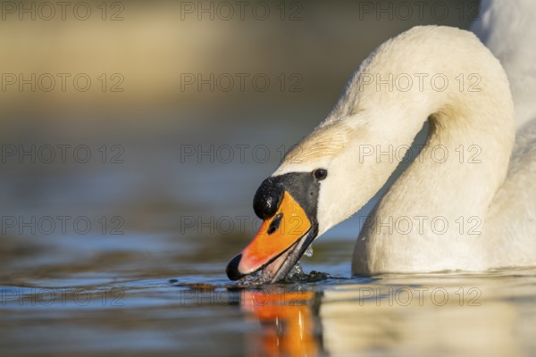 Portrait of a Mute swan (Cygnus olor) swimming on a lake, Bavaria, Germany
