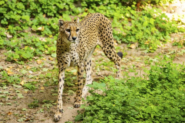 Cheetah (Acinonyx jubatus) walking around on the ground, Germany