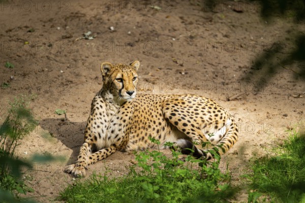Cheetah (Acinonyx jubatus) lying on the ground, Germany