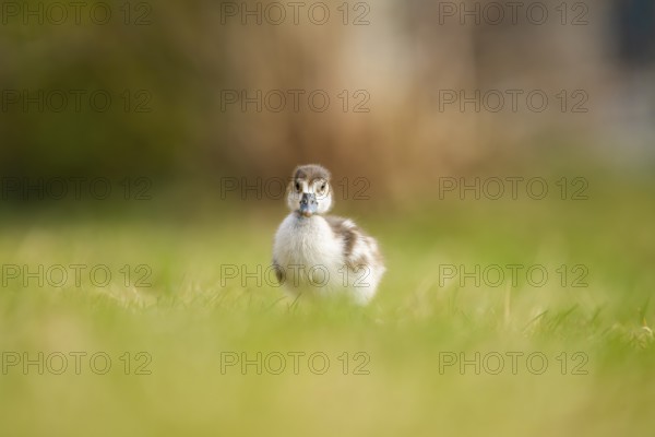 Egyptian goose (Alopochen aegyptiaca) cute chick on a meadow at the shore of a lake, Bavaria,