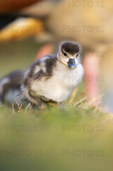 Egyptian goose (Alopochen aegyptiaca) cute chick on a meadow at the shore of a lake, Bavaria,