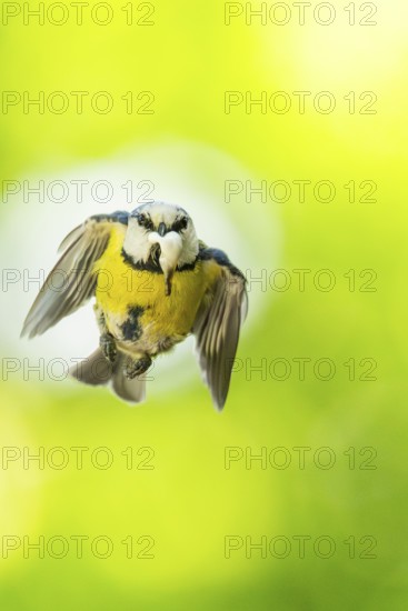 Eurasian blue tit (Cyanistes caeruleus) flying, Bavaria, Germany, Europe: